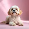 Pet Groomings